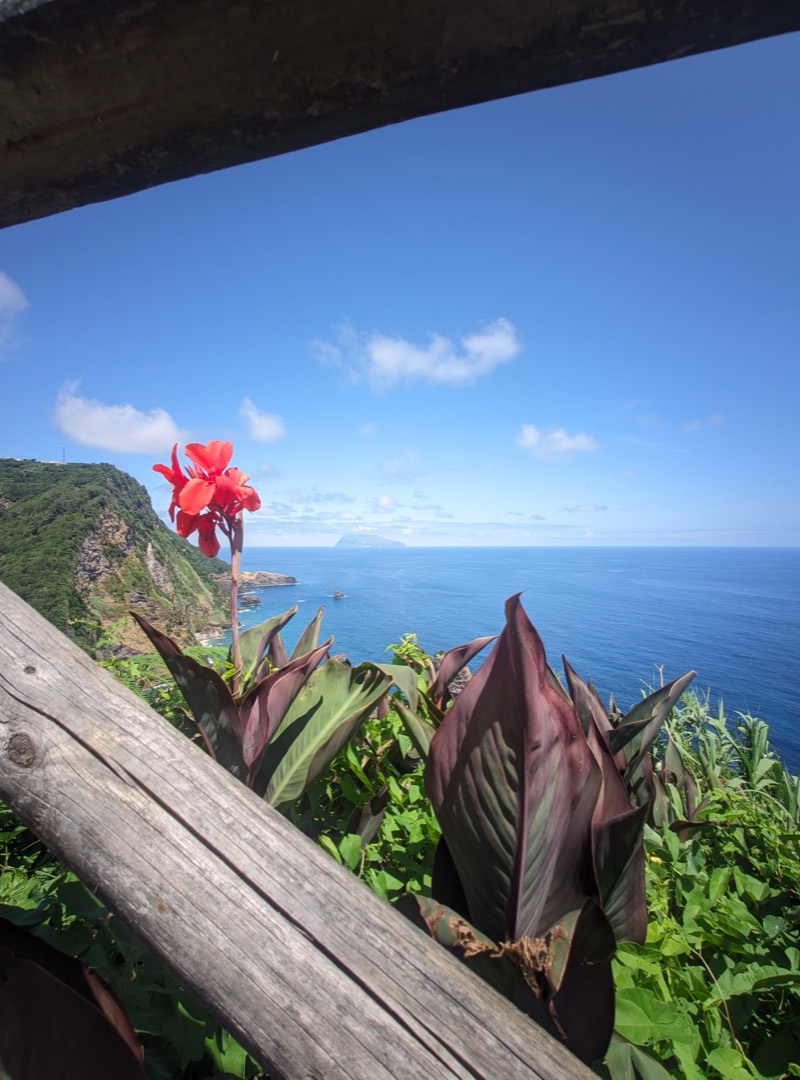 A red canna flower over a cliffside Atlantic coastline in the Azores